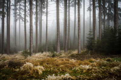 Nebelwald