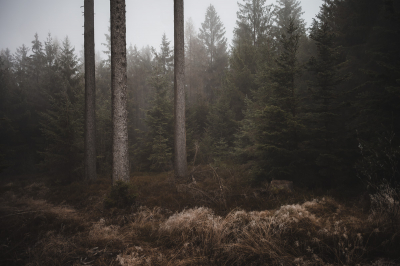 Nebelwald