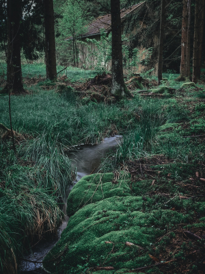 Wald