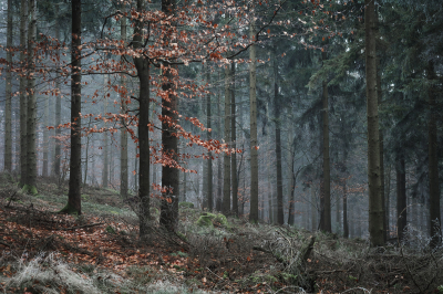 Nebelwald