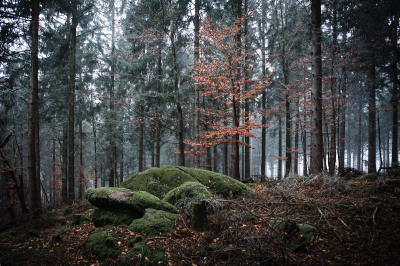 Nebelwald