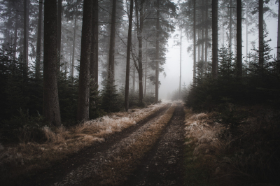 Nebelwald