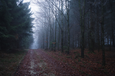 Nebelwald