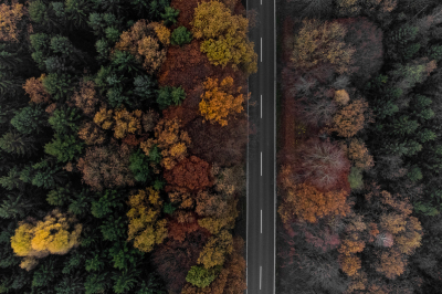 Herbstwald von Oben