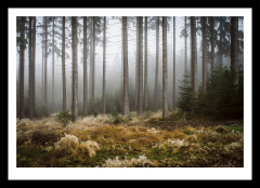Foggy forest