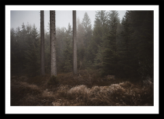 Nebelwald