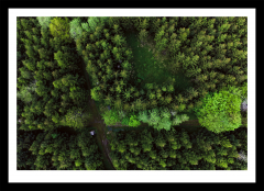 Forest from above