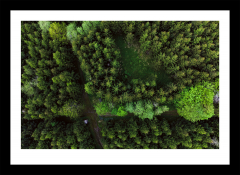 Forest from above