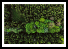 Wald von Oben