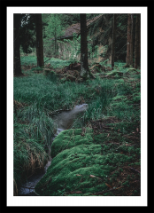 Wald