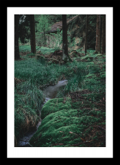 Wald