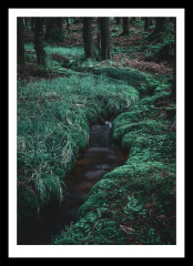 Bachlauf im Wald