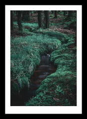 Bachlauf im Wald