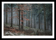 Nebelwald