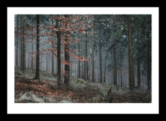 Nebelwald