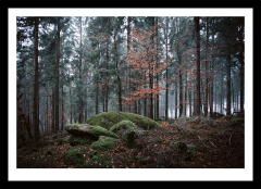 Foggy forest