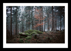 Foggy forest