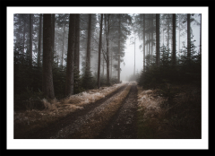 Nebelwald