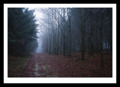 Nebelwald