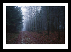 Nebelwald