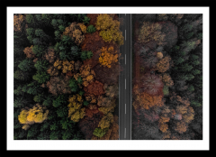Autumn forest from above