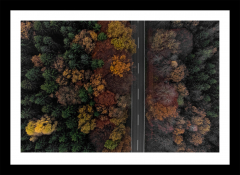 Autumn forest from above